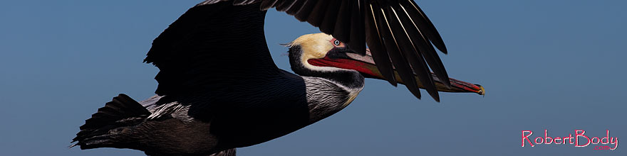 /images/500/2014-01-02-lajolla-pelicans-1x_08260sp.jpg - #11466: Pelican in flight in La Jolla, California … January 2014 -- La Jolla, California