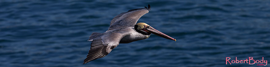 /images/500/2014-01-02-lajolla-pelicans-1x_08568sp.jpg - #11470: Pelican in flight in La Jolla, California … January 2014 -- La Jolla, California