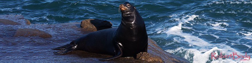 /images/500/2014-01-02-lajolla-seals-1x_07778sp.jpg - #11476: Sea Lion in La Jolla, California … January 2014 -- La Jolla, California