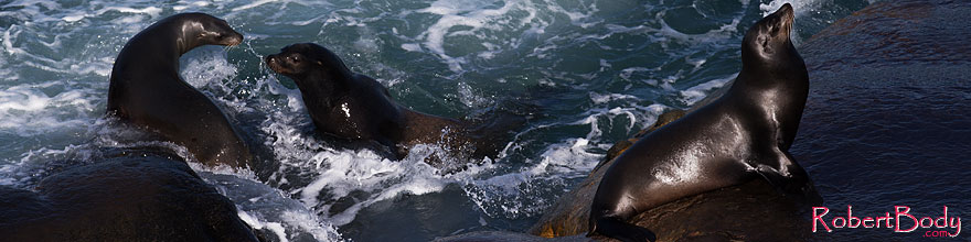 /images/500/2014-01-02-lajolla-seals-1x_08172sp.jpg - #11484: Sea Lions in La Jolla, California … January 2014 -- La Jolla, California