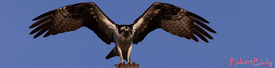 /images/500/2014-01-03-joaquin-osprey-1x_21245sp.jpg - #11492: Osprey in Irvine, California … January 2014 -- La Jolla, California