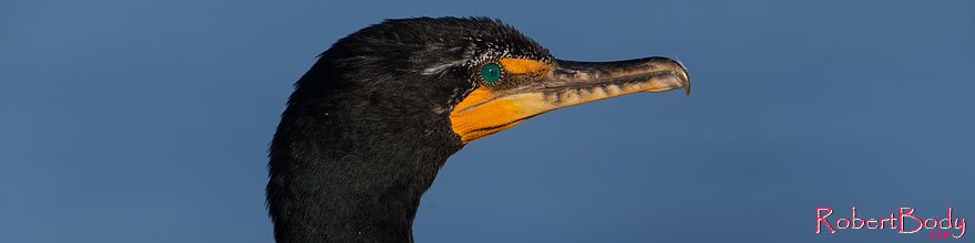 /images/500/2014-01-05-lajolla-cormor-1x_23189sp.jpg - #11518: Double Crested Cormorant in La Jolla, California … January 2014 -- La Jolla, California