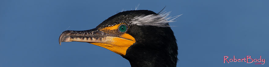 /images/500/2014-01-05-lajolla-cormor-1x_23511sp.jpg - #11520: Double Crested Cormorant in breeding plumage in La Jolla, California … January 2014 -- La Jolla, California