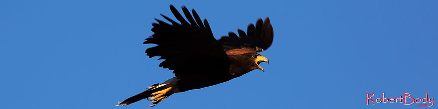 /images/500/2014-06-04-supers-harris-5d3_9191sp.jpg - #11850: Harris Hawk in flight … June 2014 -- Superstitions, Arizona