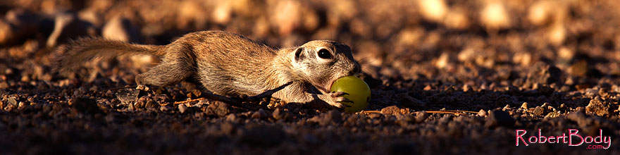 /images/500/2014-06-14-tucson-g-squirr-5d3_1209sp.jpg - #11921: Round Tailed Ground Squirrels in Tucson … June 2014 -- Tucson, Arizona