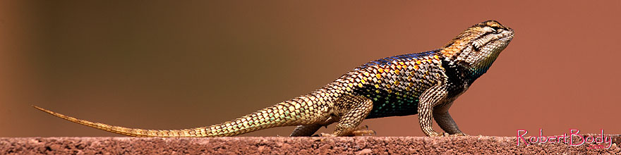 /images/500/2014-07-20-tucson-lizard-1dx_3014sp.jpg - #12095: Desert Spiny Lizard in Tucson … July 2014 -- Tucson, Arizona