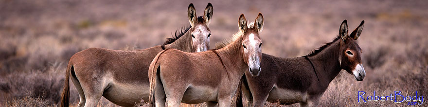 /images/500/2015-08-05-wildrose-donkeys-1dx_1631sp.jpg - #12561: Donkeys in Death Valley, California … August 2015 -- Wildrose, Death Valley, California