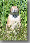 Prairie Dog ... Sedalia, Colorado