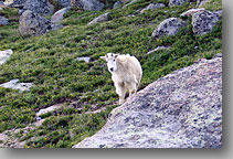 Mt Evans, Colorado