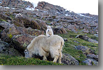 Mt Evans, Colorado