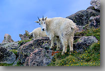 Mt Evans, Colorado