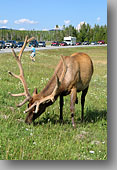 July 23, 2004 ... Yellowstone National Park, Wyoming