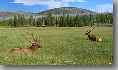 July 23, 2004 ... Yellowstone National Park, Wyoming