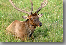 July 23, 2004 ... Yellowstone National Park, Wyoming