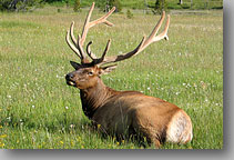 July 23, 2004 ... Yellowstone National Park, Wyoming