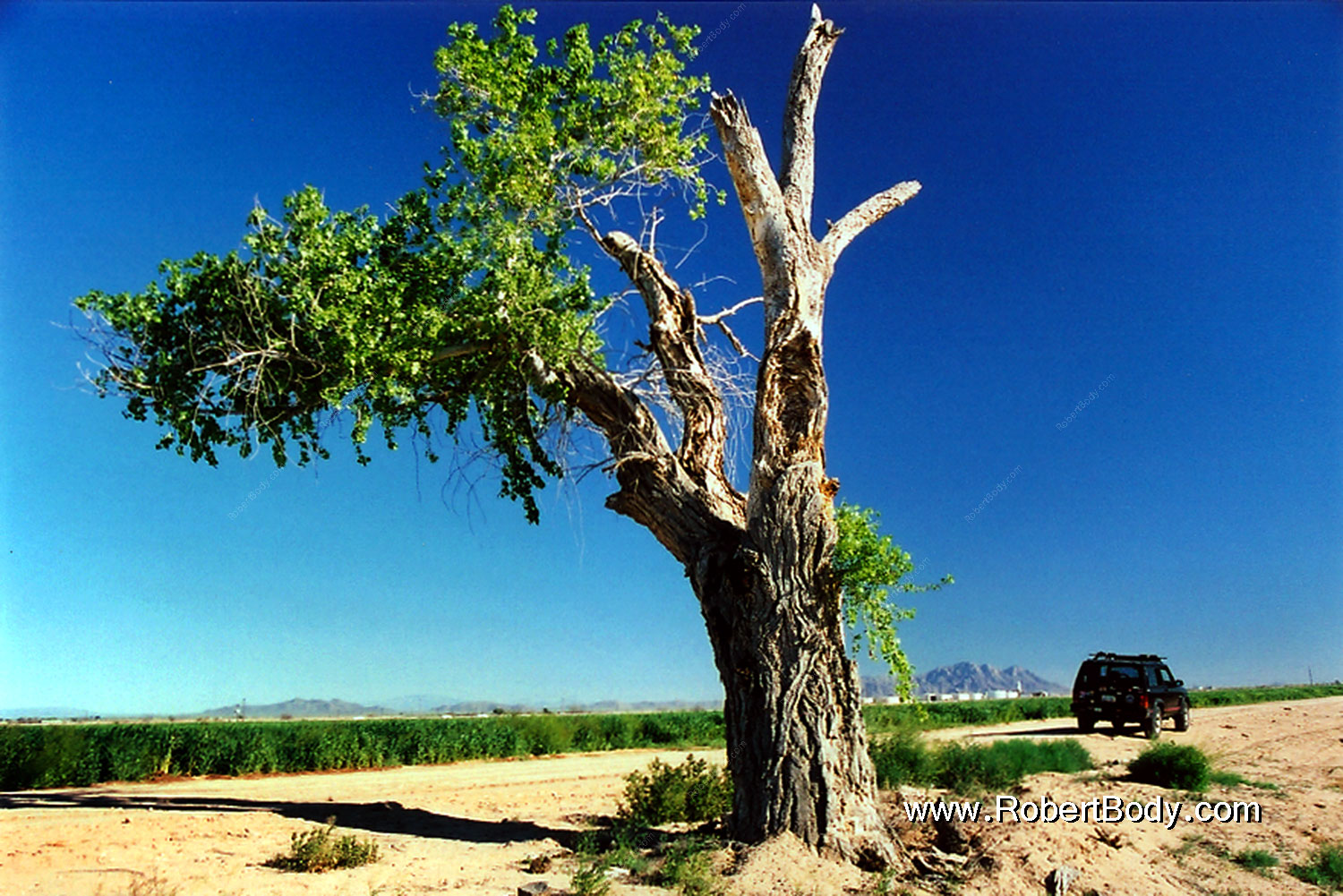 2003-03-grande-cg60-7