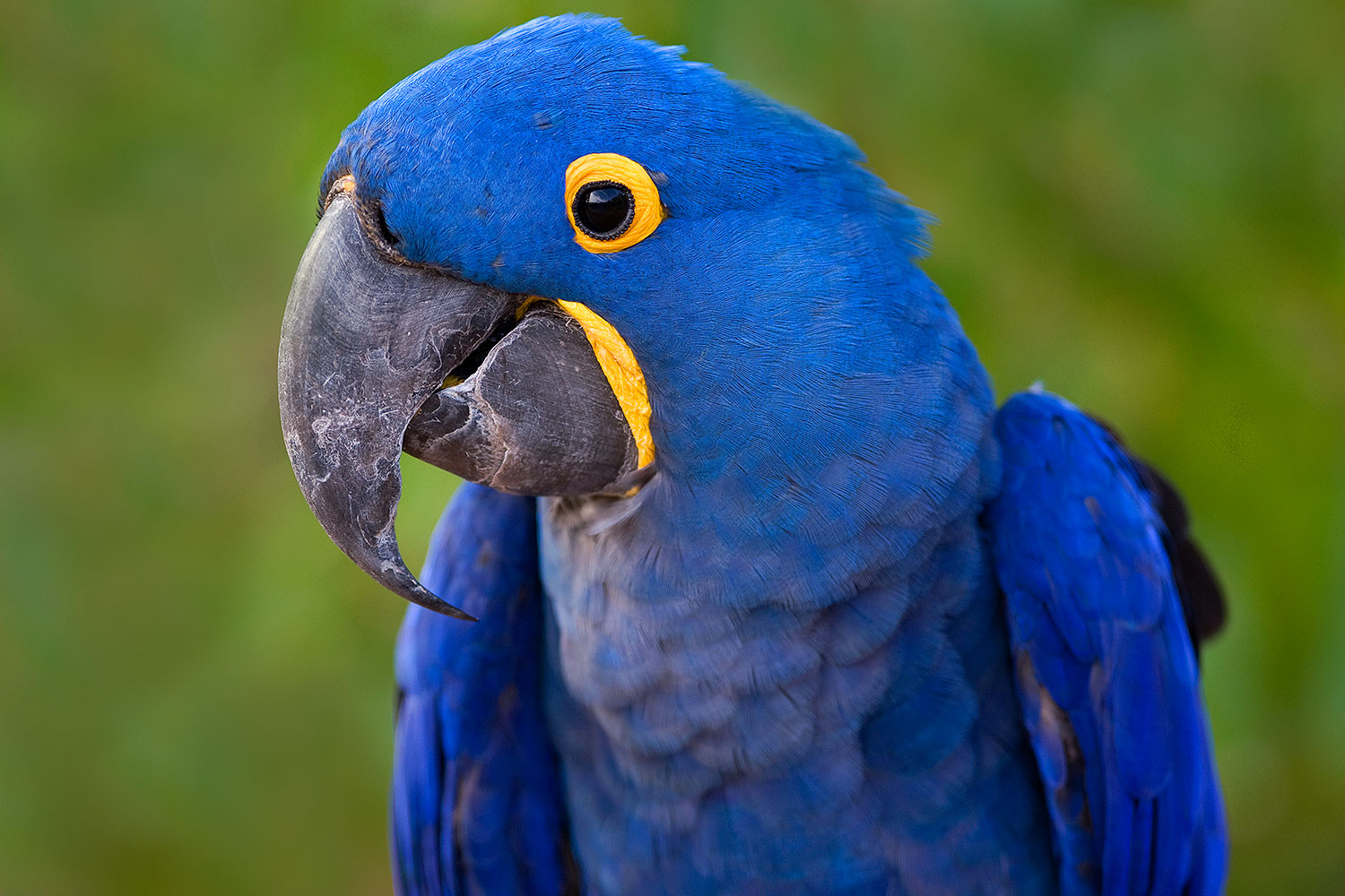 2008-08-08-zoo-b-macaw-40d_12738