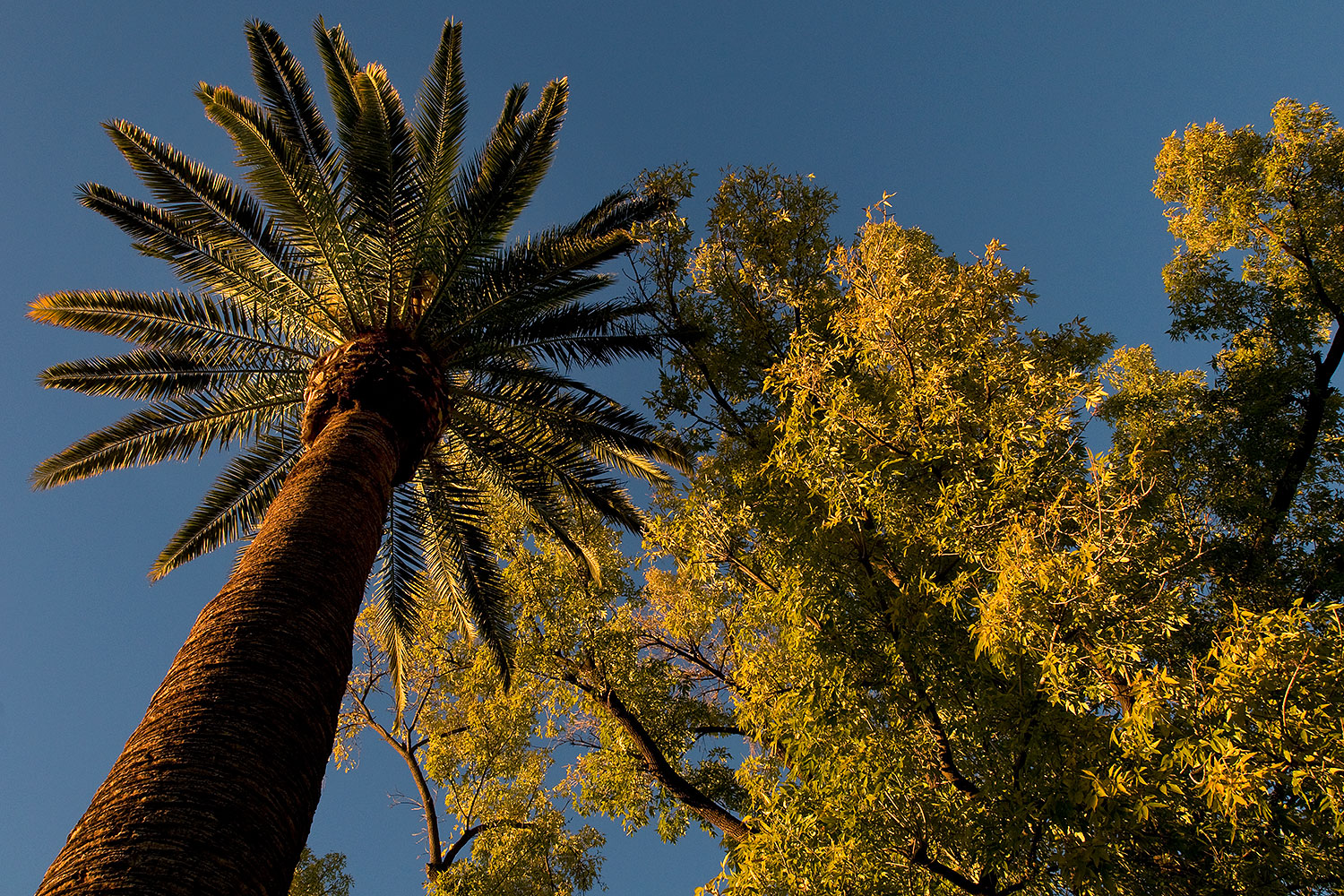 2008-12-31-mesa-temple-trees-69836