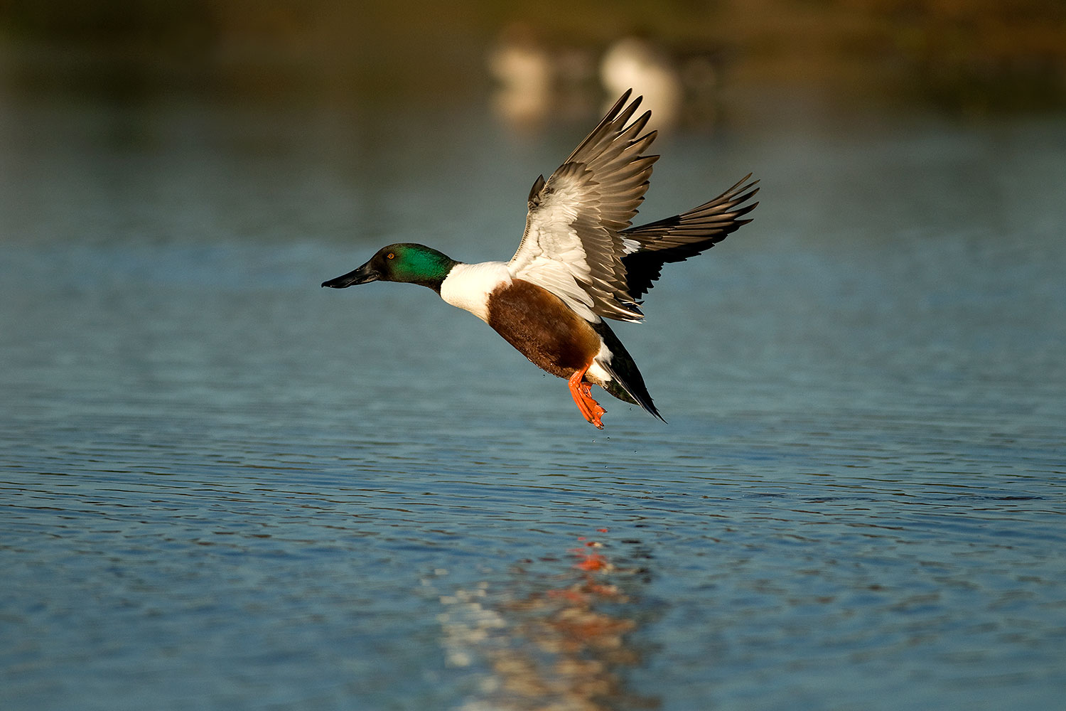 2009-01-26-gilb-rip-ducks-80972
