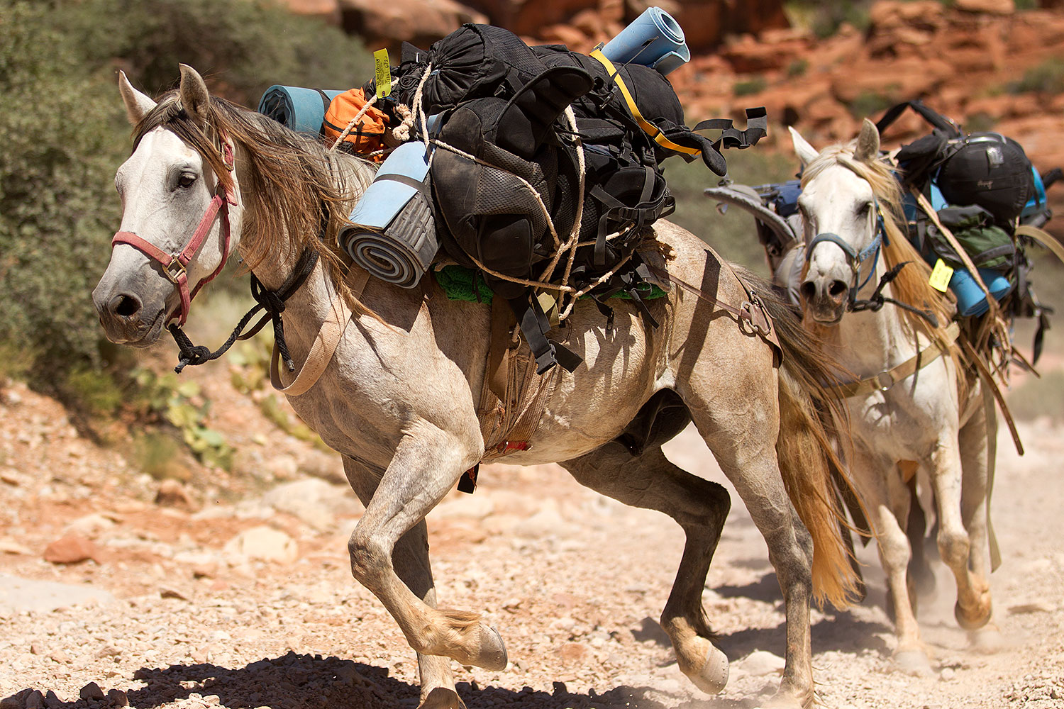2010-06-21-havasu-horses-7608