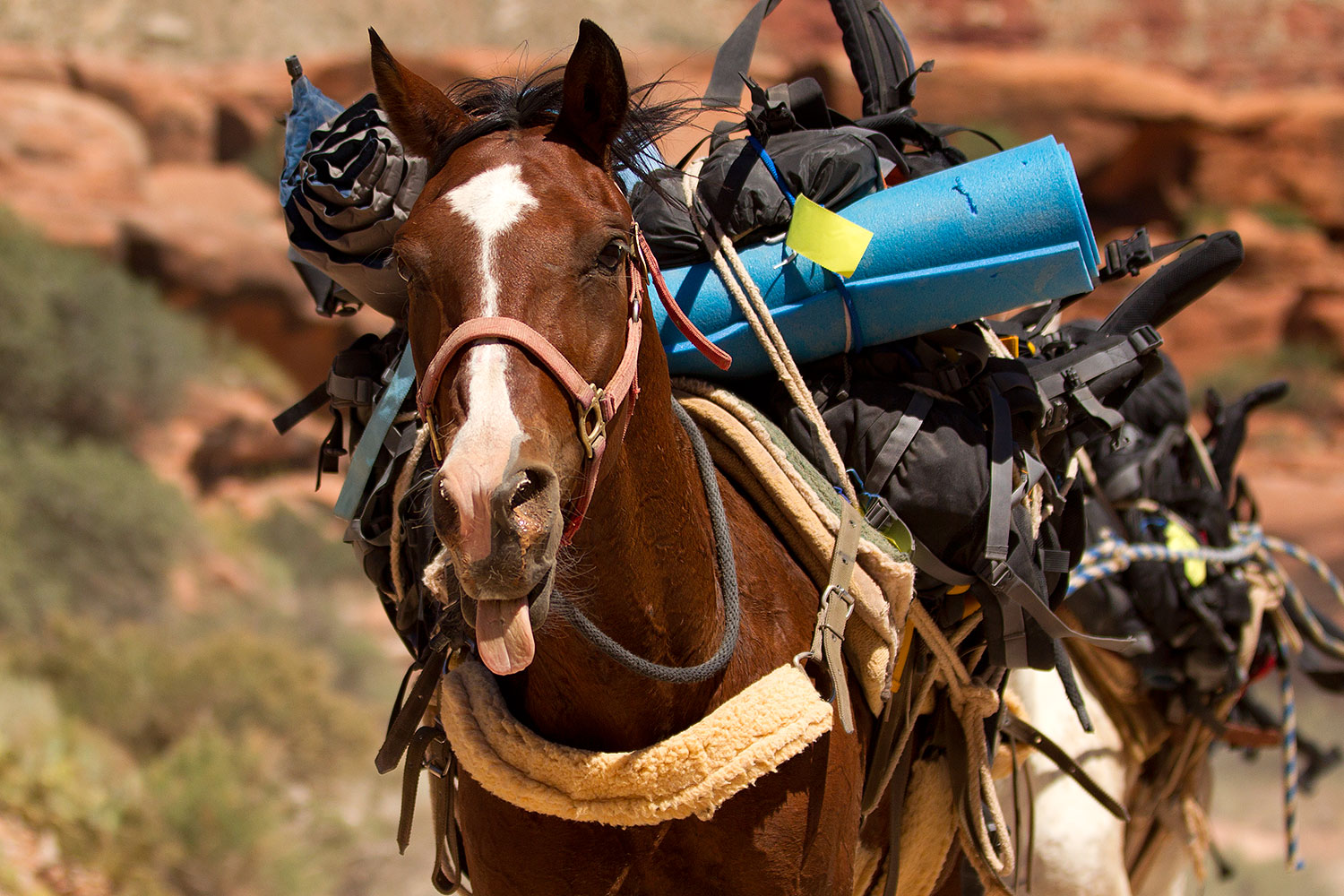 2010-06-21-havasu-horses-7613