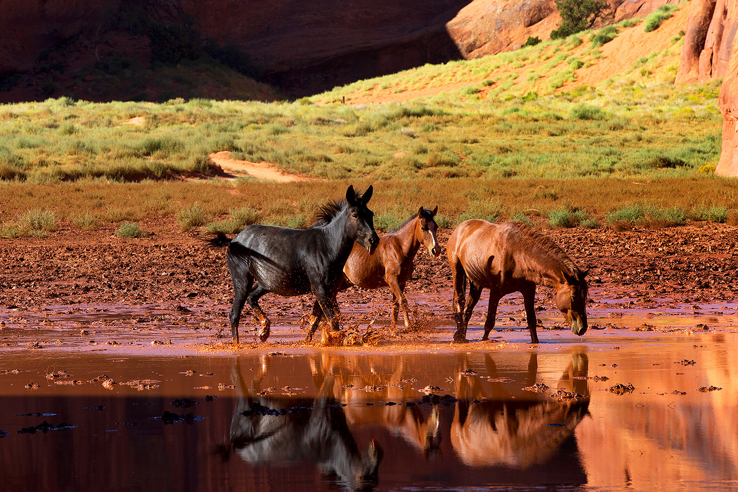2010-09-03-monvalley-horses-29790