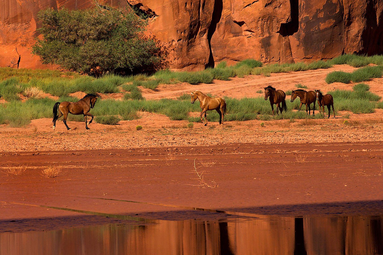 2010-09-03-monvalley-horses-29858