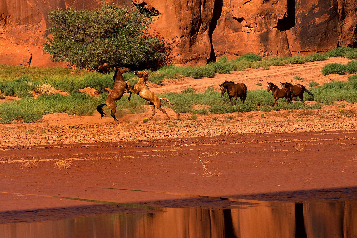 2010-09-03-monvalley-horses-29863