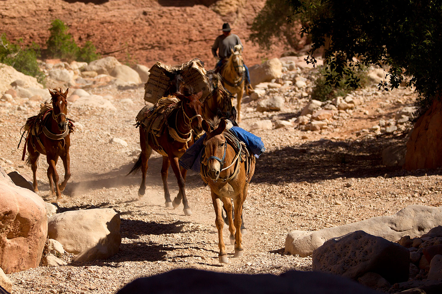 2011-06-24-havasu-canyon-78925