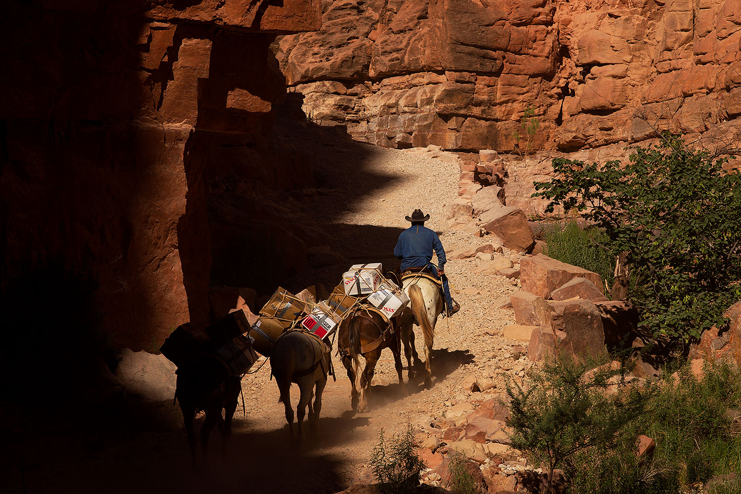 2011-06-27-hava-canyon-mules-80772