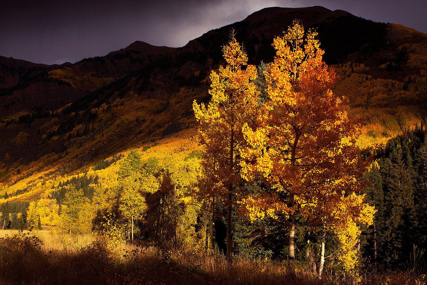 2011-10-01-maroon-tree-colors-103308