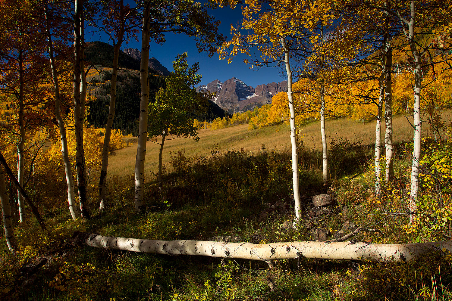 2011-10-03-maroon-tree-log-103943