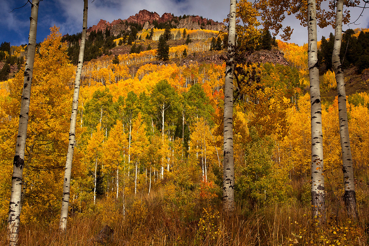 2011-10-05-maroon-trees-layers-104898