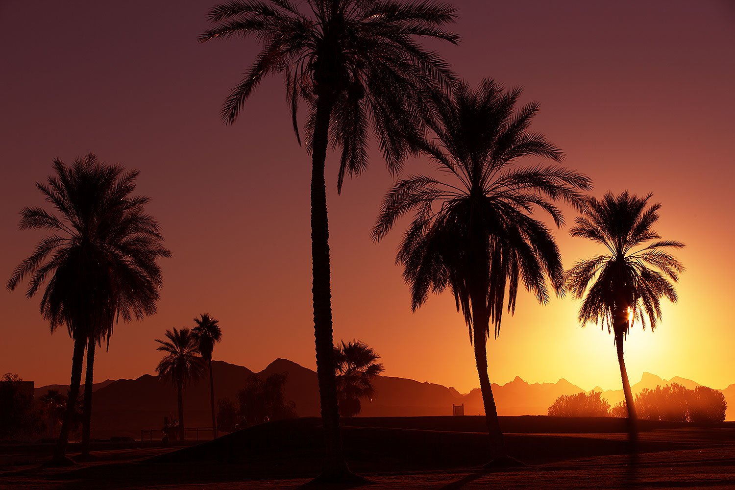 2013-01-19-havasu-balloons-palms-20855