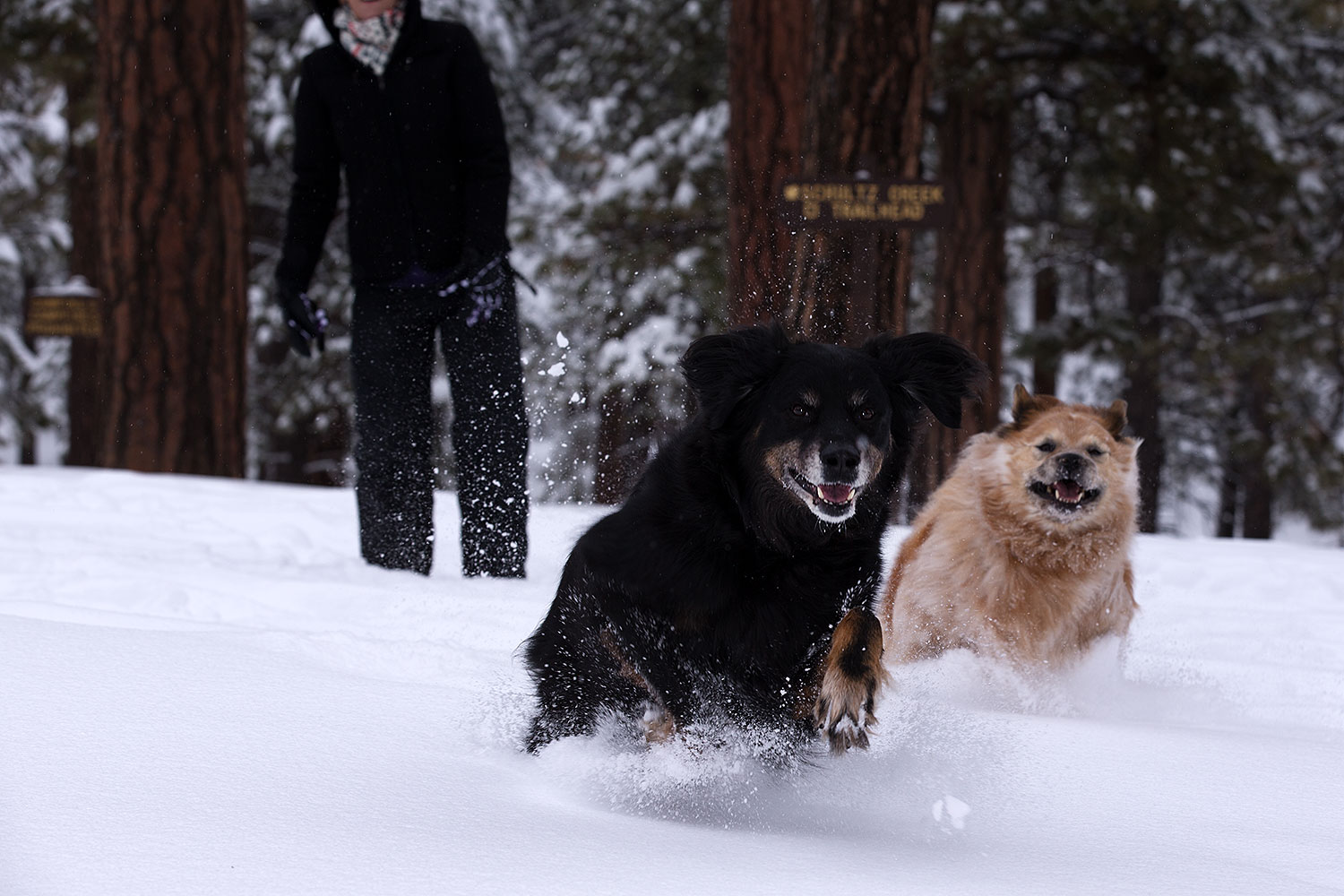 2013-03-09-flagstaff-booda-dudle-29189