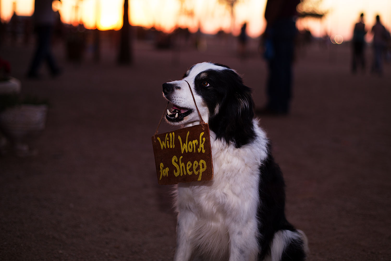 2013-03-30-apj-ren-dog-34568