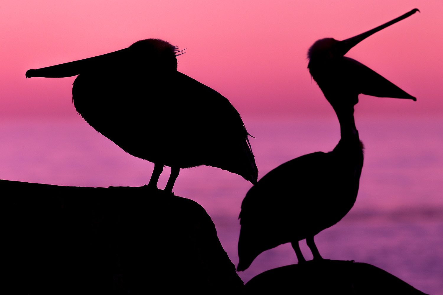 2014-01-02-lajolla-pelicans-1x_07018