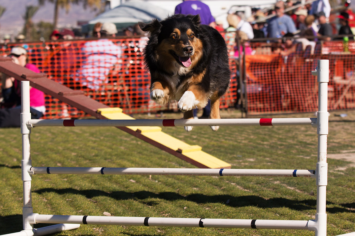 2014-01-17-havasu-dogs-1dx_1196