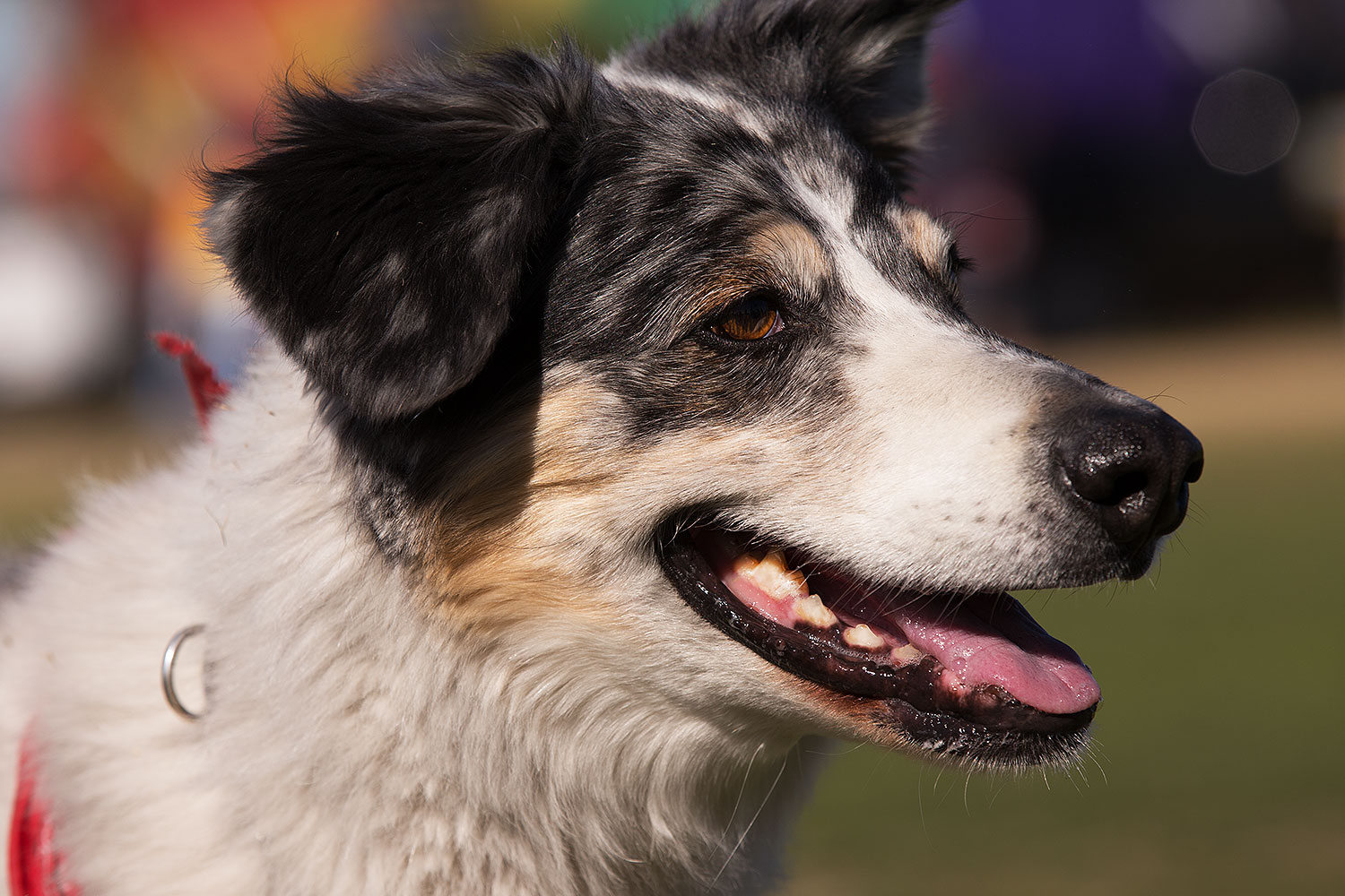 2014-01-18-havasu-dogs-1dx_5282