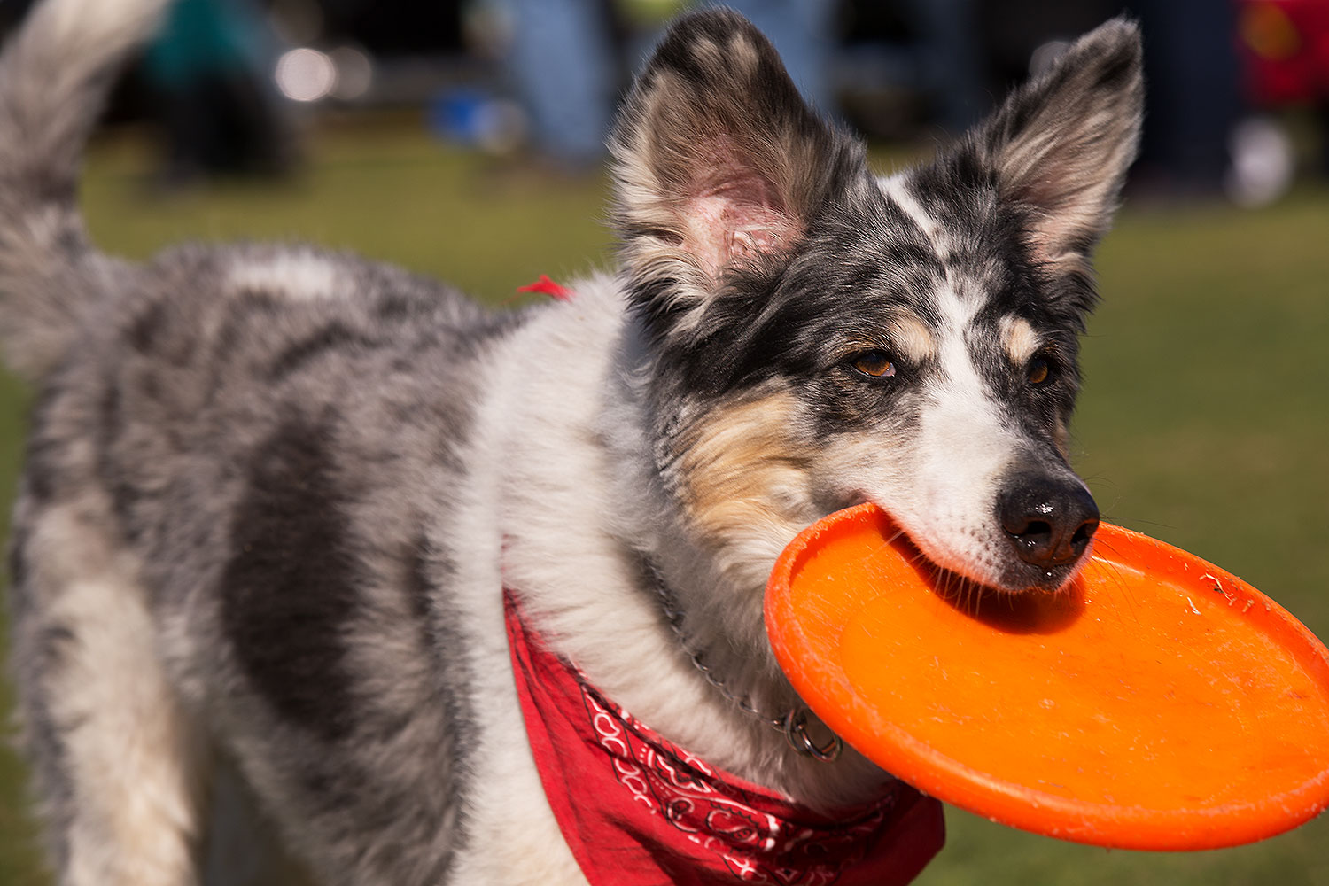 2014-01-18-havasu-dogs-1dx_5307