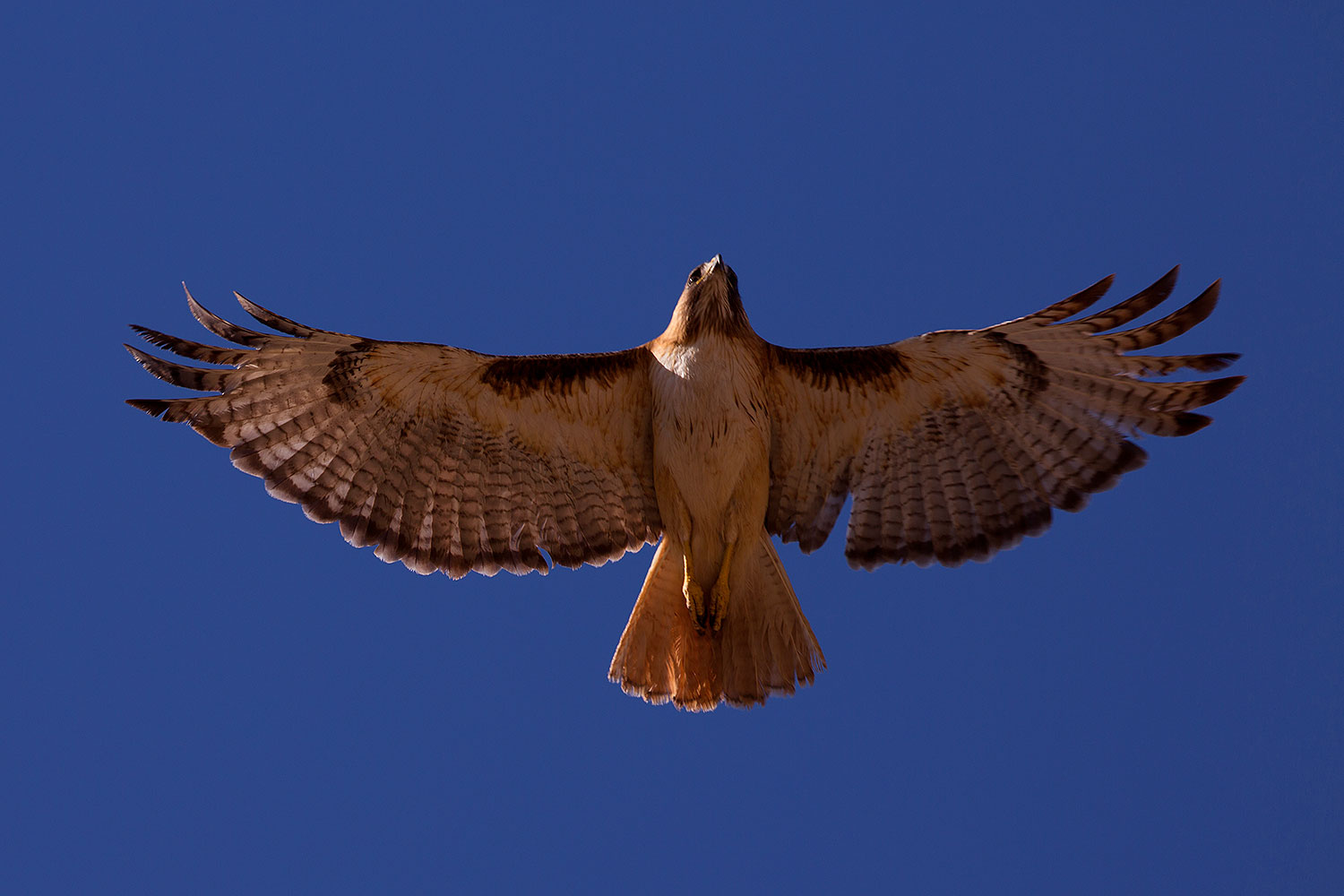 2014-05-30-supers-hawks-5d3_4971