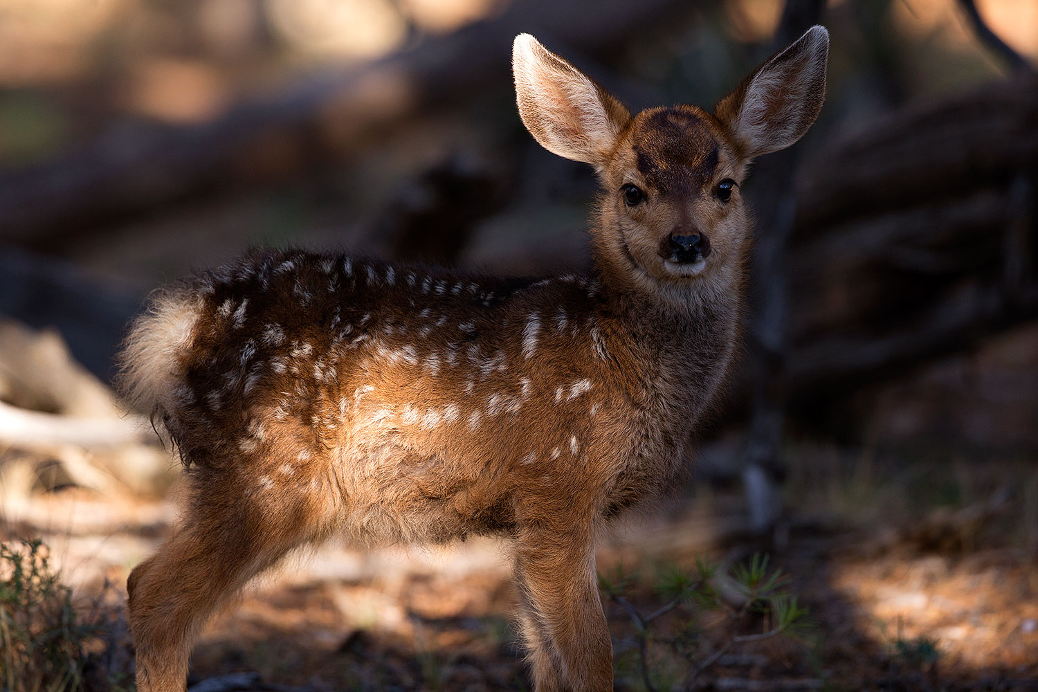 2014-08-18-gc-fawn-1dx_8691