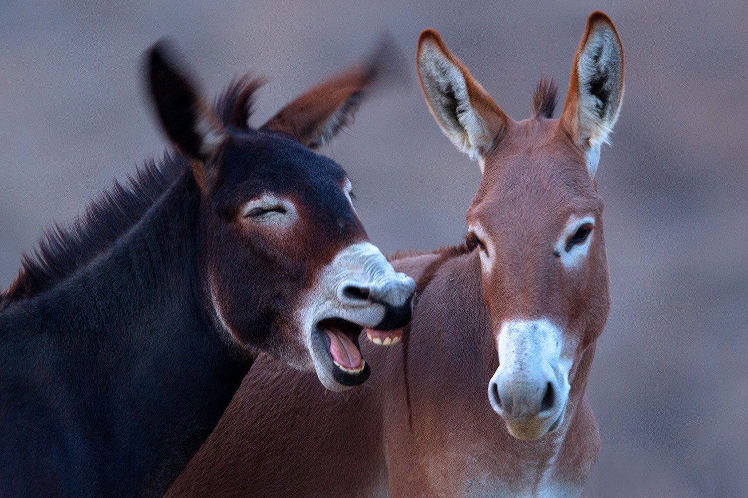 2015-08-17-wildrose-donkeys-1dx_3503