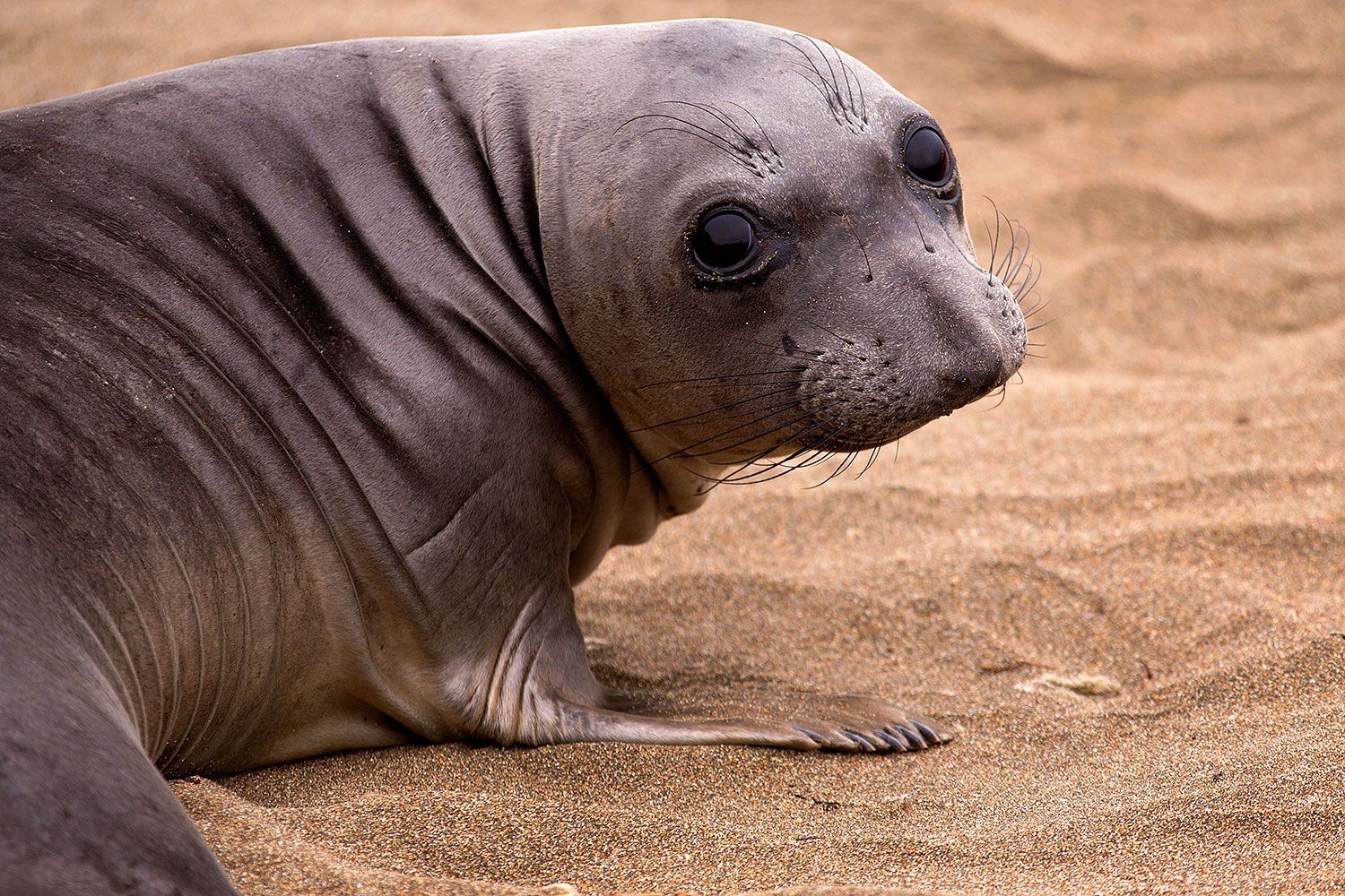 2016-05-12-ca-seals-1dx_14105