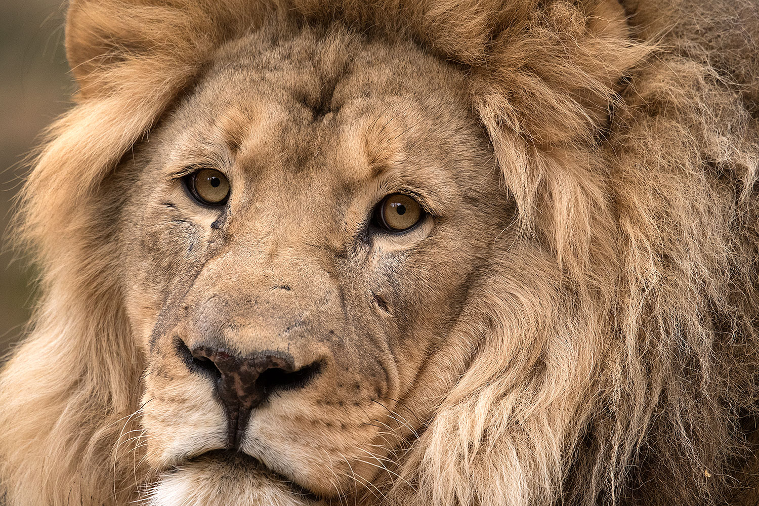 2017-01-09-tuc-reid-lion-1x2_11362
