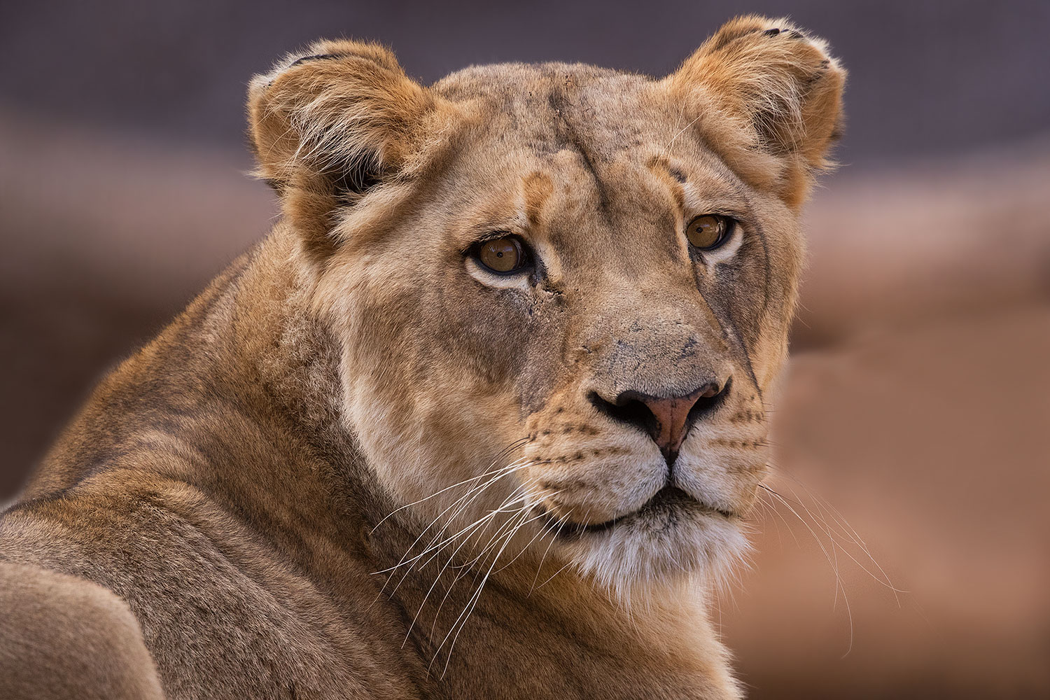 2017-01-10-tuc-reid-lioness-1x2_14329