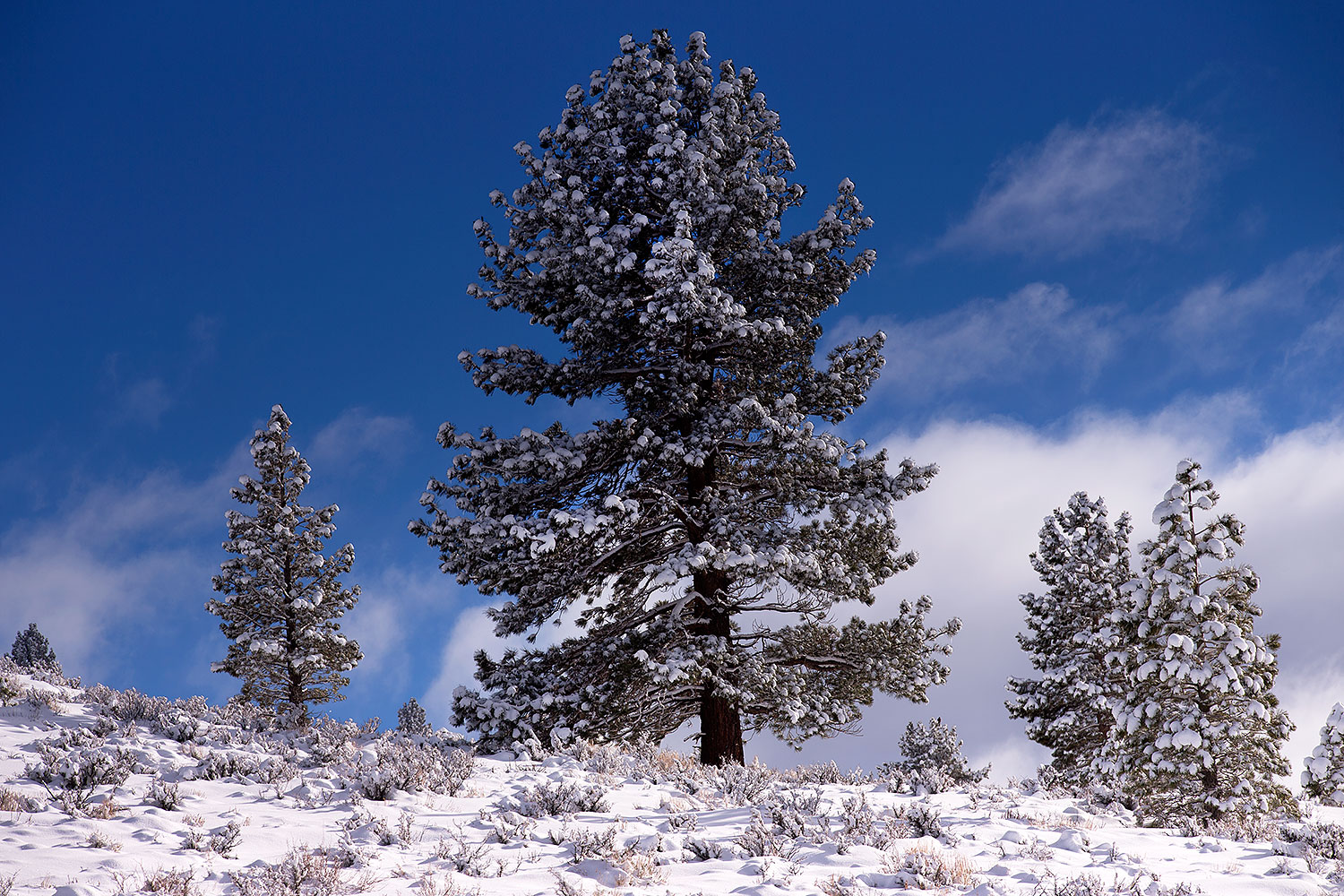 2017-01-13-sierra-tree-1x_34929