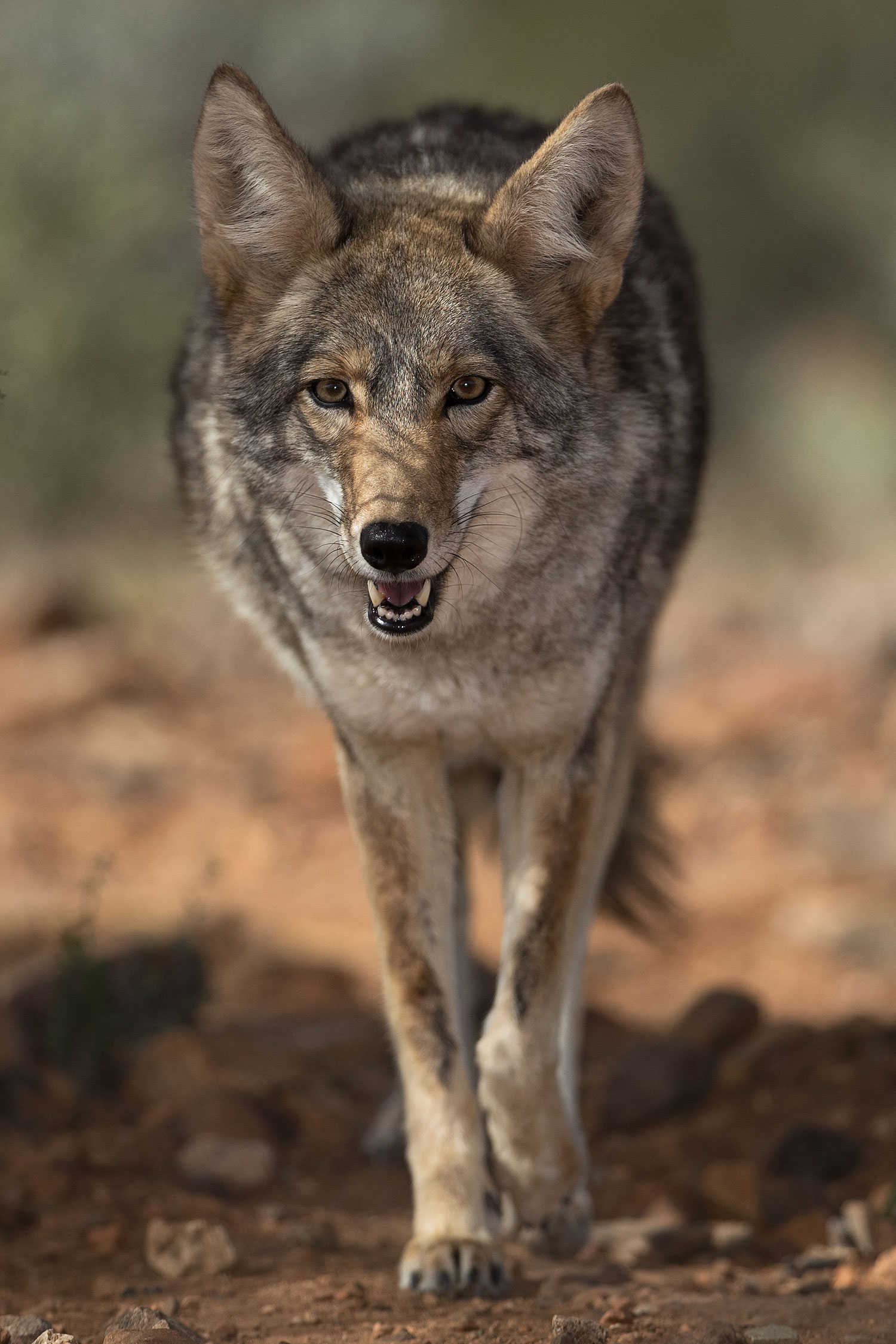 2017-02-17-museum-coyote-1x2_5979v
