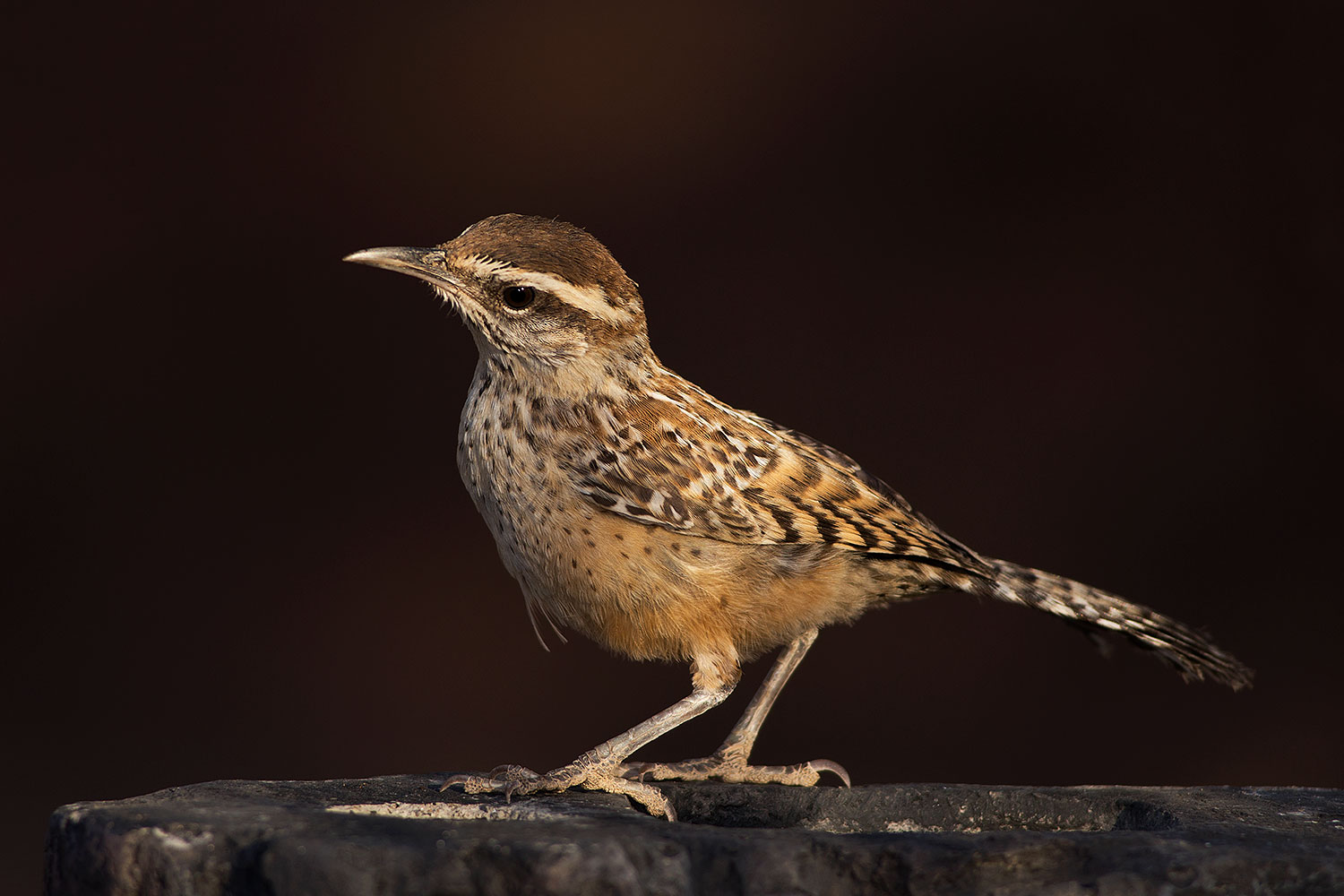 2017-05-26-tucson-cactus-wren-1dx_47649