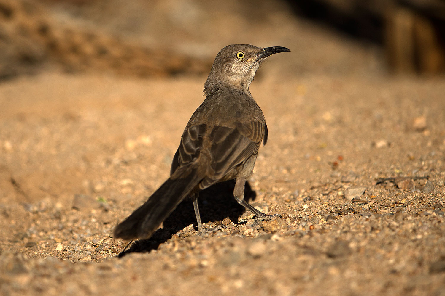 2017-06-17-tucson-thrasher-1x_51739